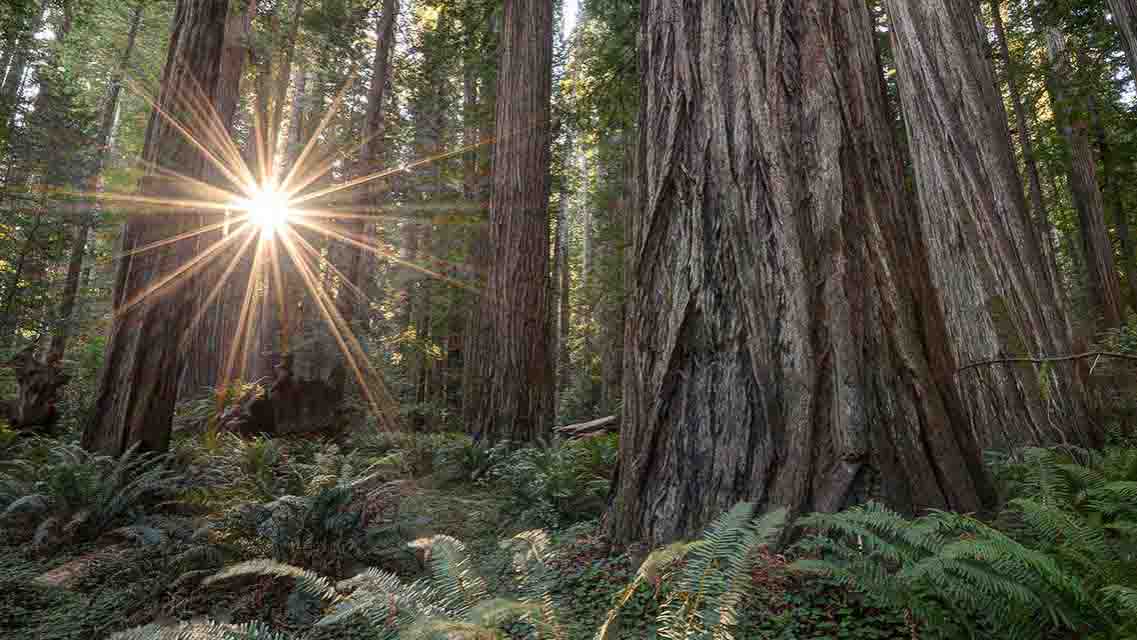 What makes California’s Redwood Coast so special? Maybe it’s the primeval wilderness that’s inspired legends from Paul Bunyan to Bigfoot. Perhaps it’s the 175 miles of rugged coastline or the cozy seaside towns. Or could it have something to do with the fact that the tallest trees in the world spread out here across millions of acres? The truth is that there are countless reasons to visit California’s Redwood Coast. We’ve put together this insider’s guide to help you navigate this must-travel spot.source: https://www.visitcalifornia.com/attraction/insiders-guide-californias-redwood-coast